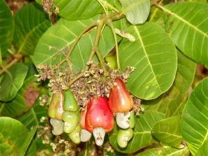 Anacardium Occidentale “Cashew Nut“