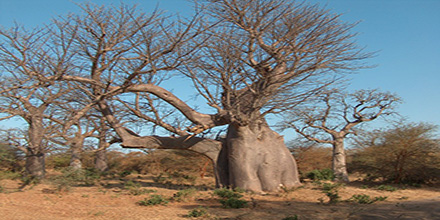 Adansonia Digitata