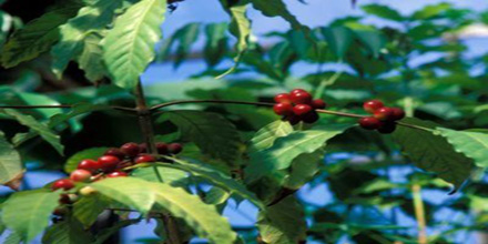 Coffee Seeds from Easton, PA