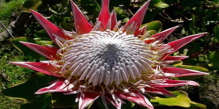 Tropical Seeds and Shrubs from Easton, PA