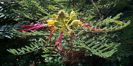 Caesalpinia Gilliesi