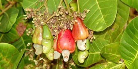 Anacardium Occidentale