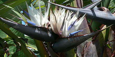 Bird Of Paradise Seeds from Easton, PA