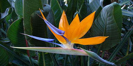 Strelitzia Reginae