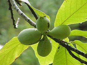 Asimina Triloba (Paw Paw)