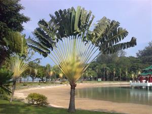 Ravanala Madagascariensis (Traveler's Palm)